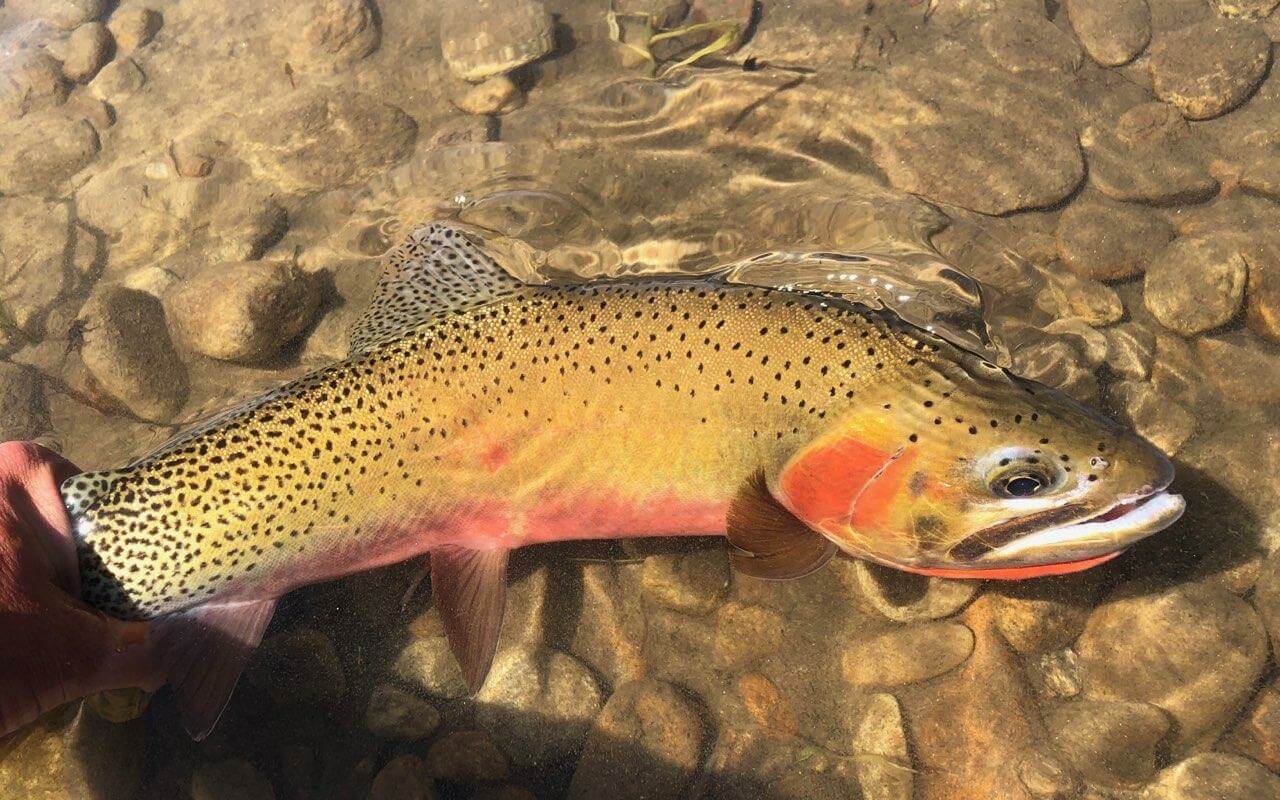 Dry Fly Fishing Archives - The Missoulian Angler Fly Shop